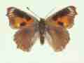 Aglais urticae female (aberrant form cold shock 2) (Internet Image property of respective owner, non-commercial use only)